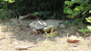 cartagena-lizard